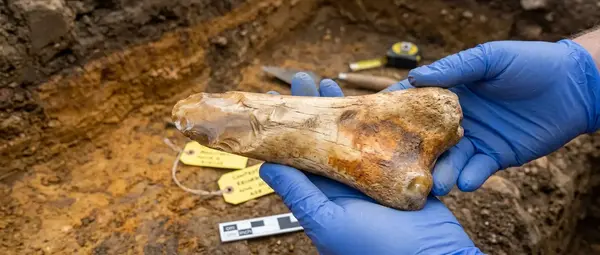480,000-Year-Old Bone Tool Made from European Elephant