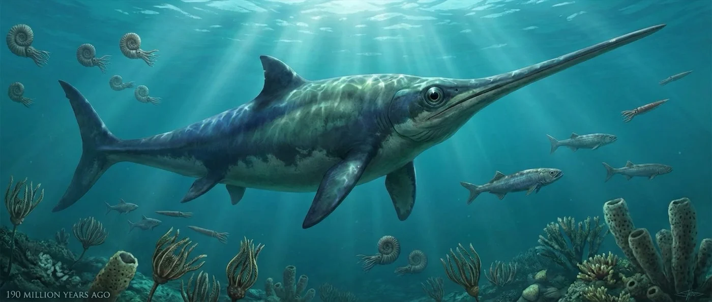 Xiphodracon goldencapensis sword dragon ichthyosaur fossil specimen discovered on Dorset's Jurassic Coast showing distinctive elongated snout