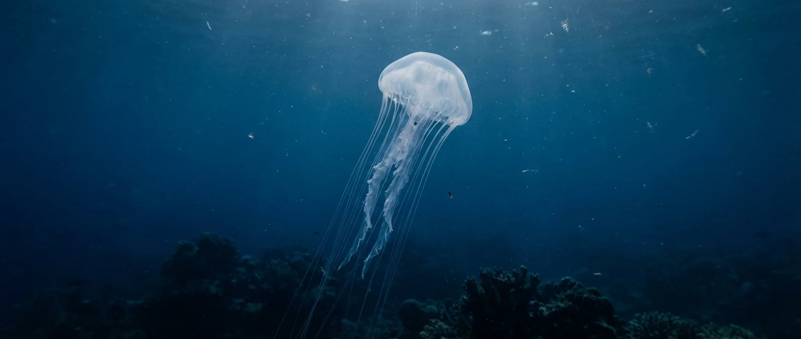 Cassiopea jellyfish resting on ocean floor during sleep cycle, showing upside-down sleeping position