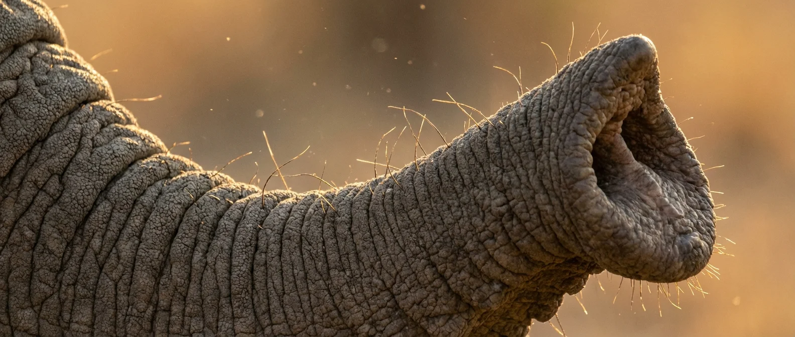 Close-up view of elephant trunk whiskers showing varying properties from base to tip for touch sensing