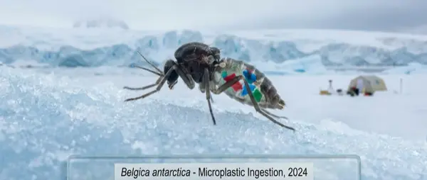 Microplastics Found in Antarctica
