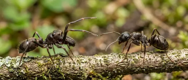 Spiders Mimic Ants: The Perfect Disguise