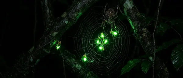 Spiders Keep Fireflies as Living Bait to Lure 10x More Prey