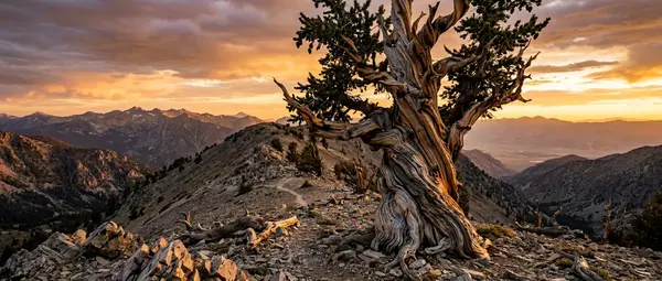 5,000-Year-Old Tree: Methuselah Still Stands