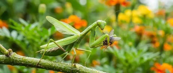 Praying Mantis Strikes in 0.025s — Faster Than Blinking