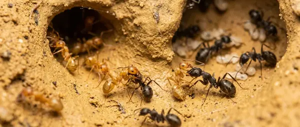 Parasitic Ant Species Clones Itself to Hijack Other Colonies