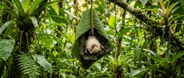 Tent-Making Bats: Nature