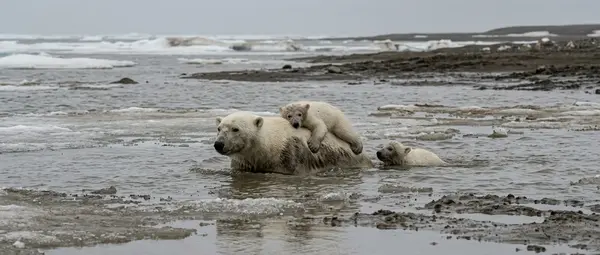 Polar Bears in Mud: Climate Change