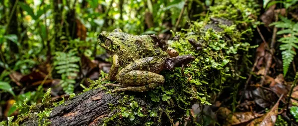 Frogs That Give Birth to Live Babies Without Tadpoles