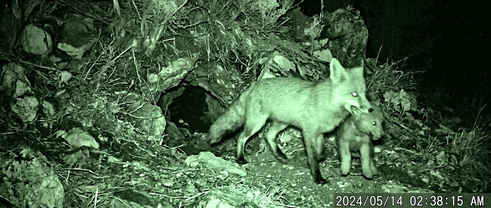 Red fox caught on night vision camera stealing wolf pup from den in Italian nature reserve