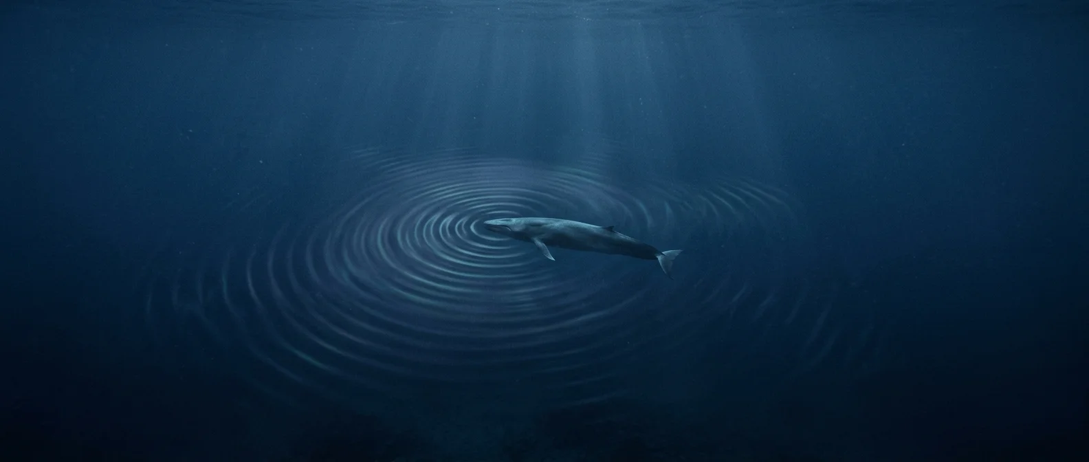 Φάλαινα κολυμπά μόνη στα σκοτεινά βάθη του ωκεανού εκπέμποντας ηχητικά κύματα συχνότητας 52 hertz